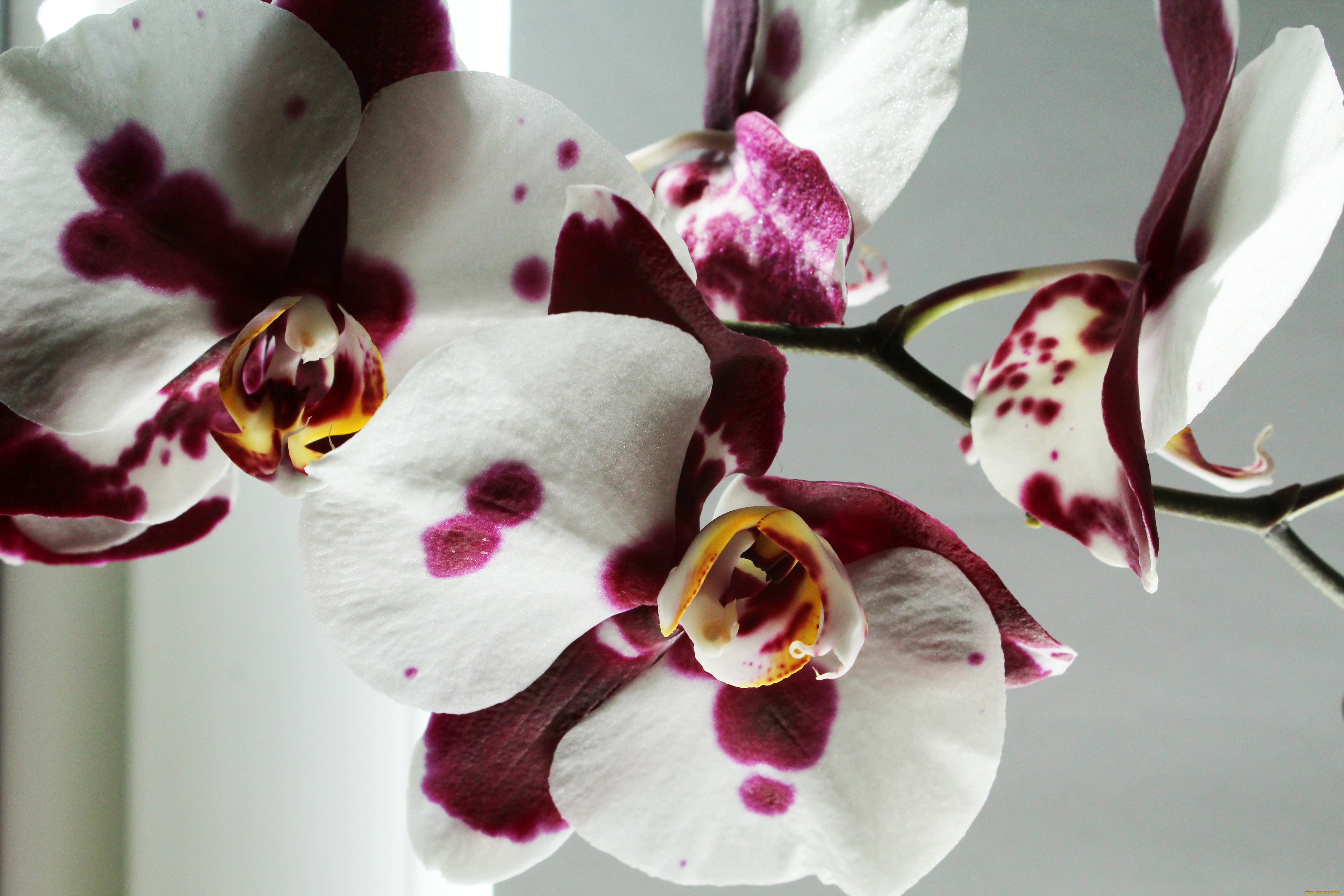 Орхидея Орландо